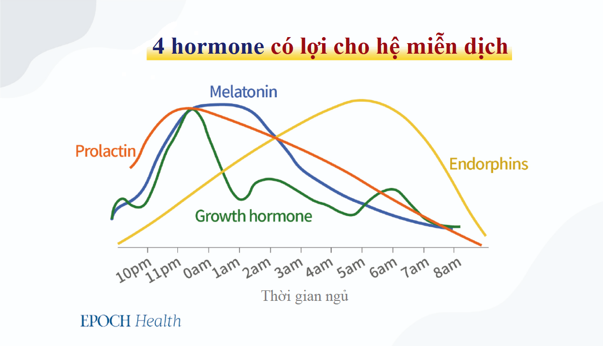 Hệ miễn dịch trở nên mạnh mẽ hơn trong khi chúng ta ngủ như thế nào?