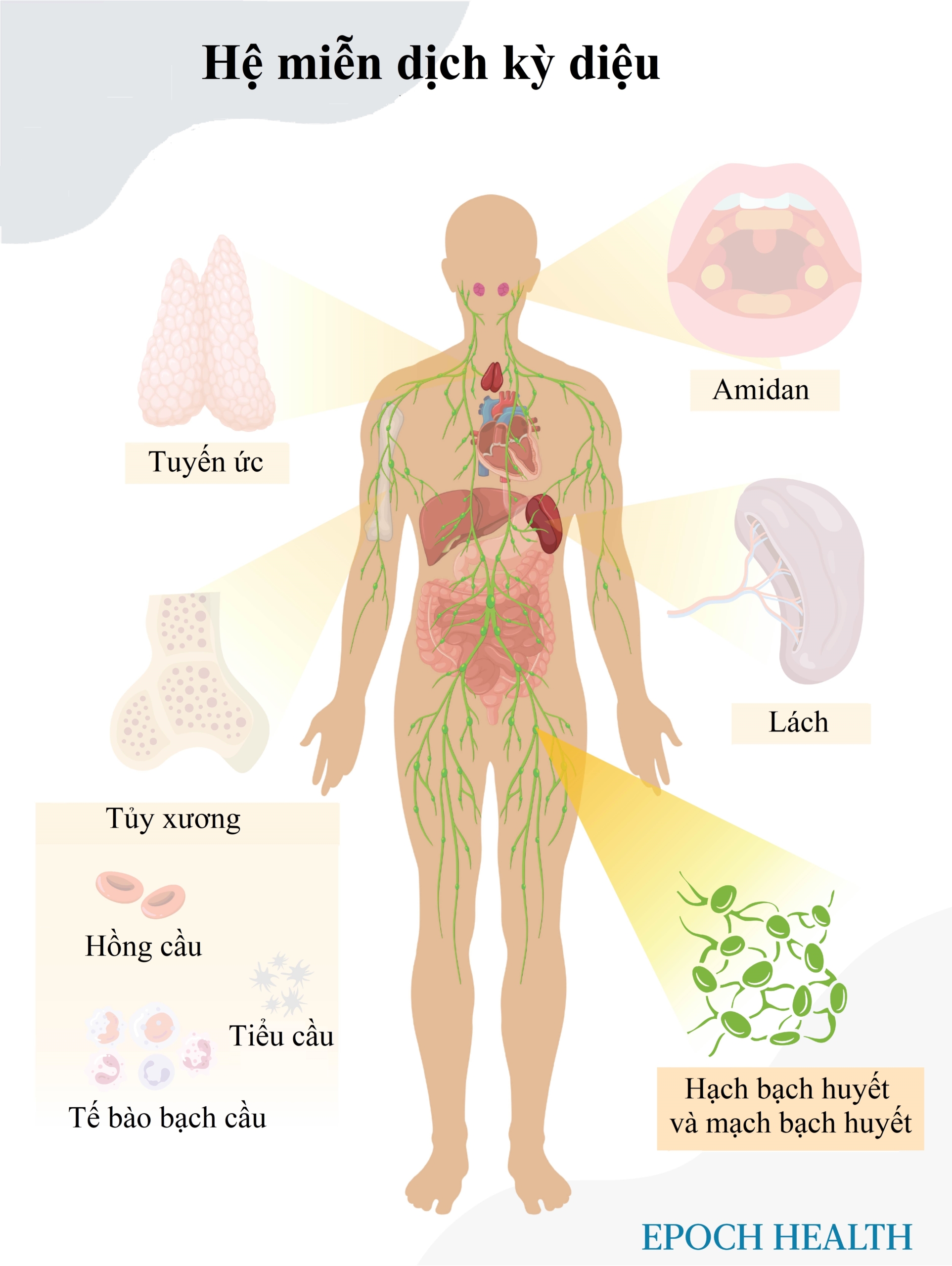 Lá lách kỳ diệu hoạt động không mệt mỏi, làm sạch máu  và chống virus tấn công cơ thể