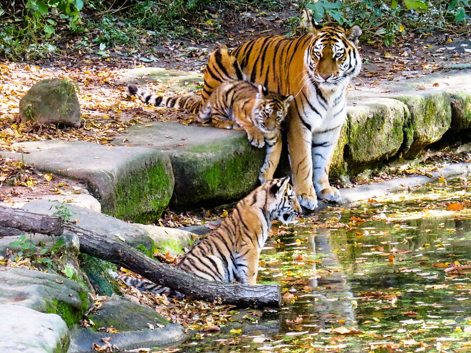 Hổ mẹ cõng hổ con vượt sông rời đi, không quấy nhiễu người dân địa phương nữa. (Ảnh: Pixabay)