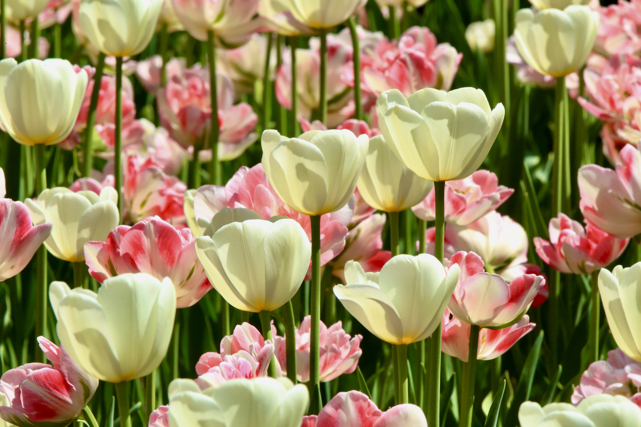 Lễ hội hoa Tulip Canada lần thứ 71 đã được tổ chức tại Ottawa từ ngày 12 đến ngày 22/05/2023. (Ảnh: Nhậm Kiều Sinh/Epoch Times)