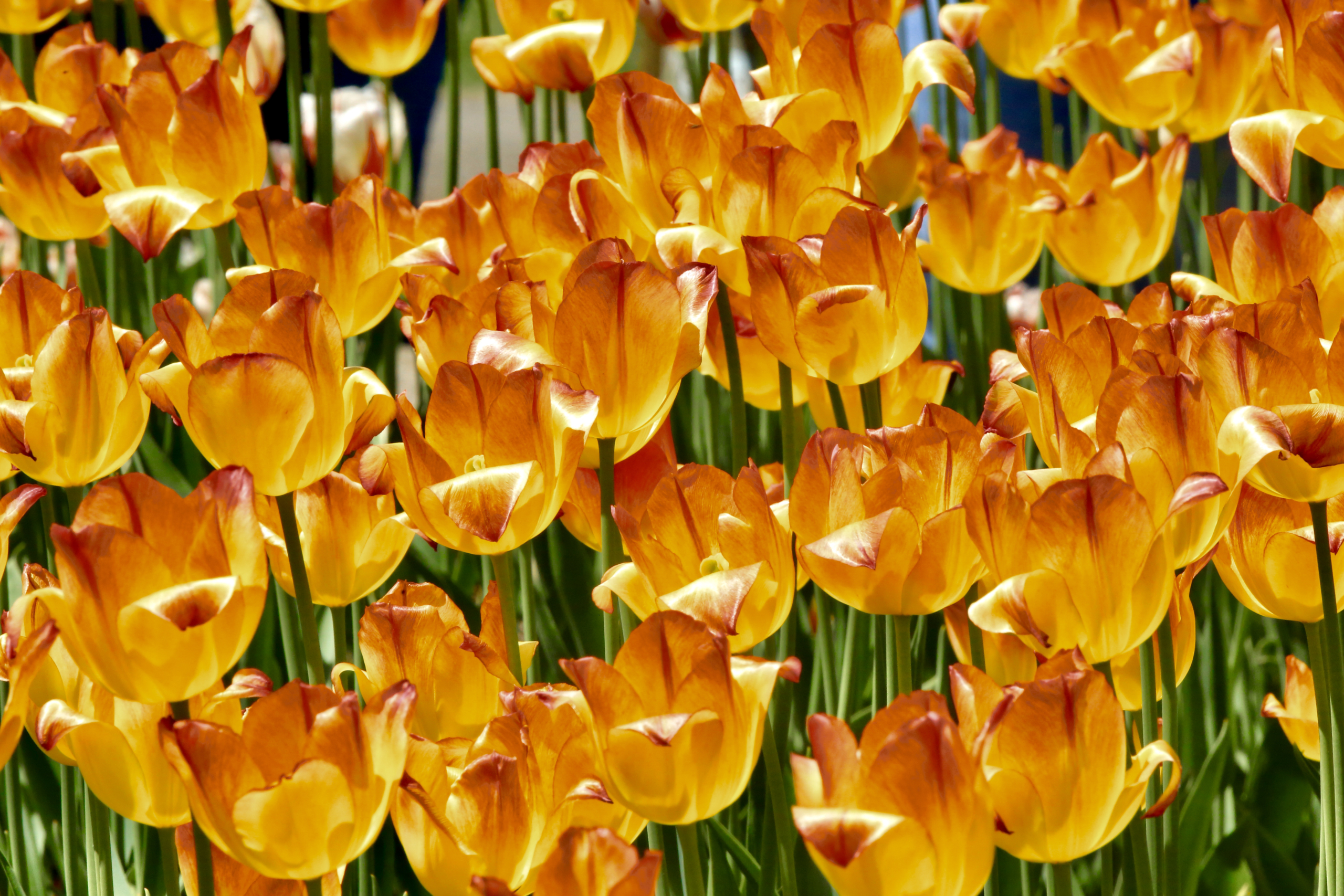 Lễ hội hoa Tulip Canada lần thứ 71 đã được tổ chức tại Ottawa từ ngày 12 đến ngày 22/05/2023. (Ảnh: Nhậm Kiều Sinh/Epoch Times)