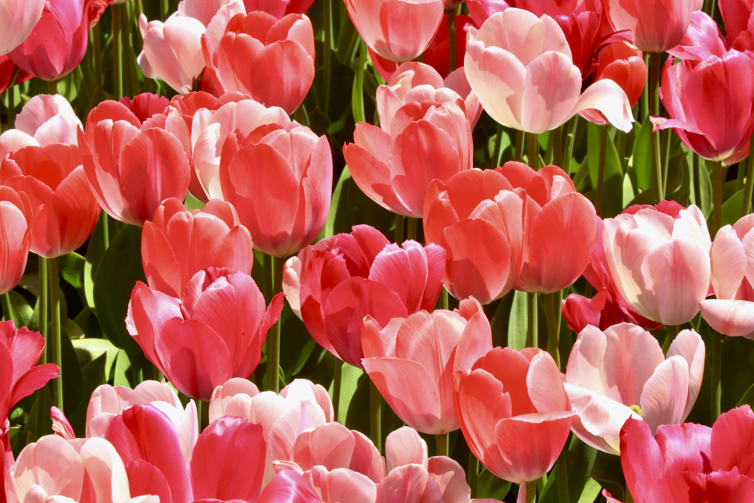 Lễ hội hoa Tulip Canada lần thứ 71 đã được tổ chức tại Ottawa từ ngày 12 đến ngày 22/05/2023. (Ảnh: Nhậm Kiều Sinh/Epoch Times)