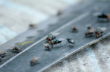 Các chuyên gia đã chia sẻ những cách tự nhiên để đuổi ruồi. (Ảnh: Shutterstock)