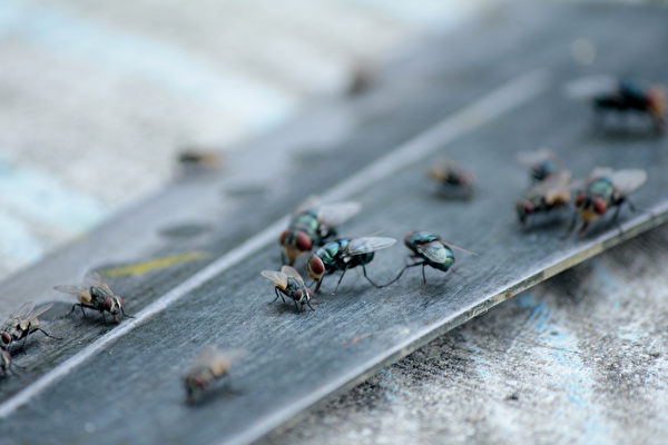 Làm thế nào để đuổi ruồi? Chuyên gia chia sẻ cách tiết kiệm và thân thiện với môi trường