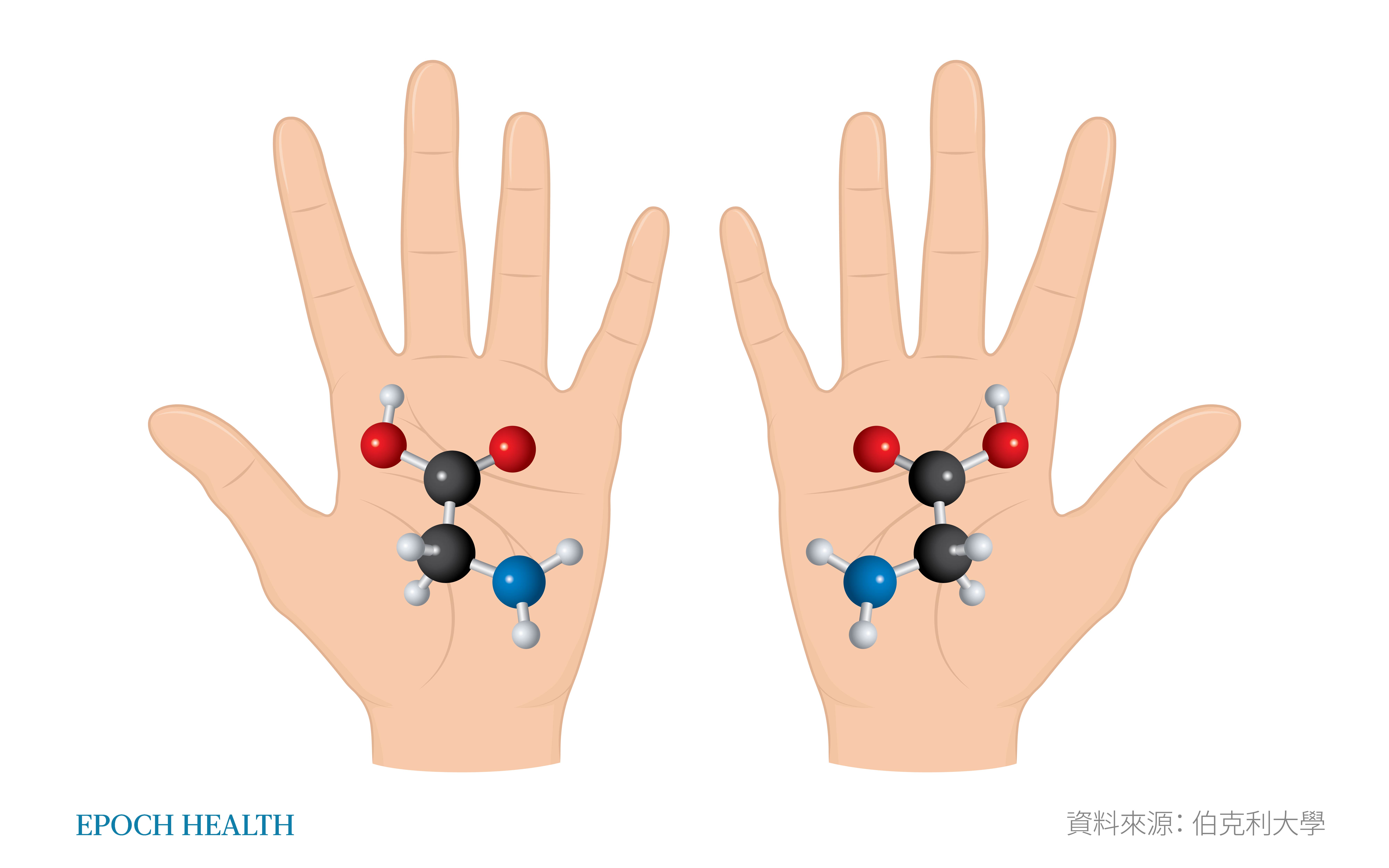 Các phân tử trong thế giới sinh vật giống như tay trái và tay phải của con người, chúng có vẻ giống nhau, nhưng cấu trúc ba chiều lại không thể trùng hợp. (Ảnh: Epoch Times)