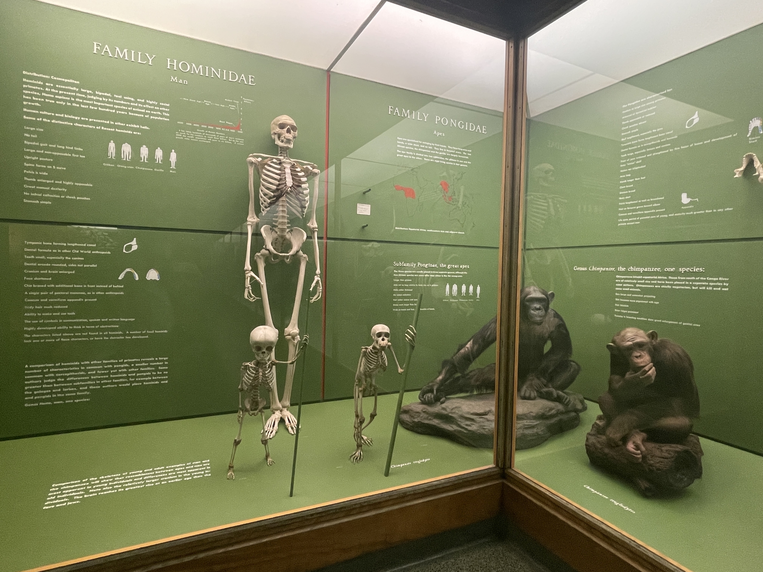 Mô hình chắp vá của người và tinh tinh được trưng bày cạnh nhau tại Bảo tàng Lịch sử Tự nhiên Hoa Kỳ (AMNH). (Ảnh: Nhóm biên soạn “Nhìn thấu thuyết tiến hóa”)