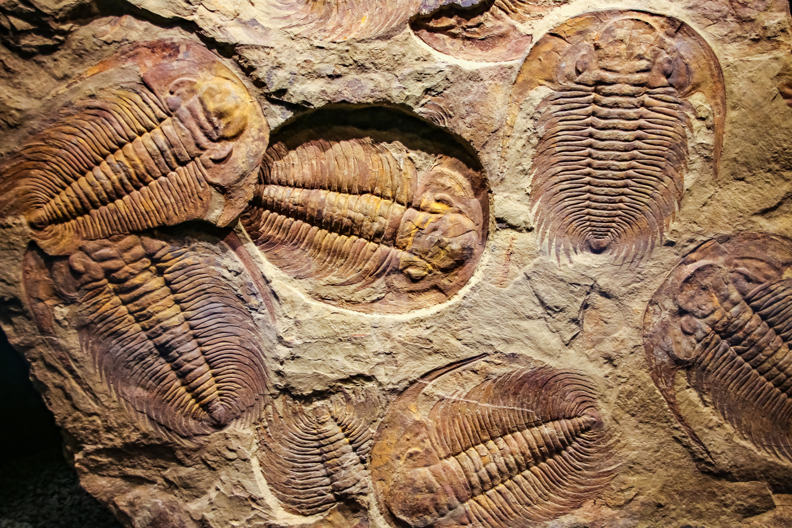 Dấu vết trên đá của bọ ba thùy từ 500 triệu năm trước. Bọ ba thùy thuộc lớp Bọ ba thùy, là động vật chân đốt hình nhện biển đã tuyệt chủng. (Ảnh: Merlin74/Shutterstock)