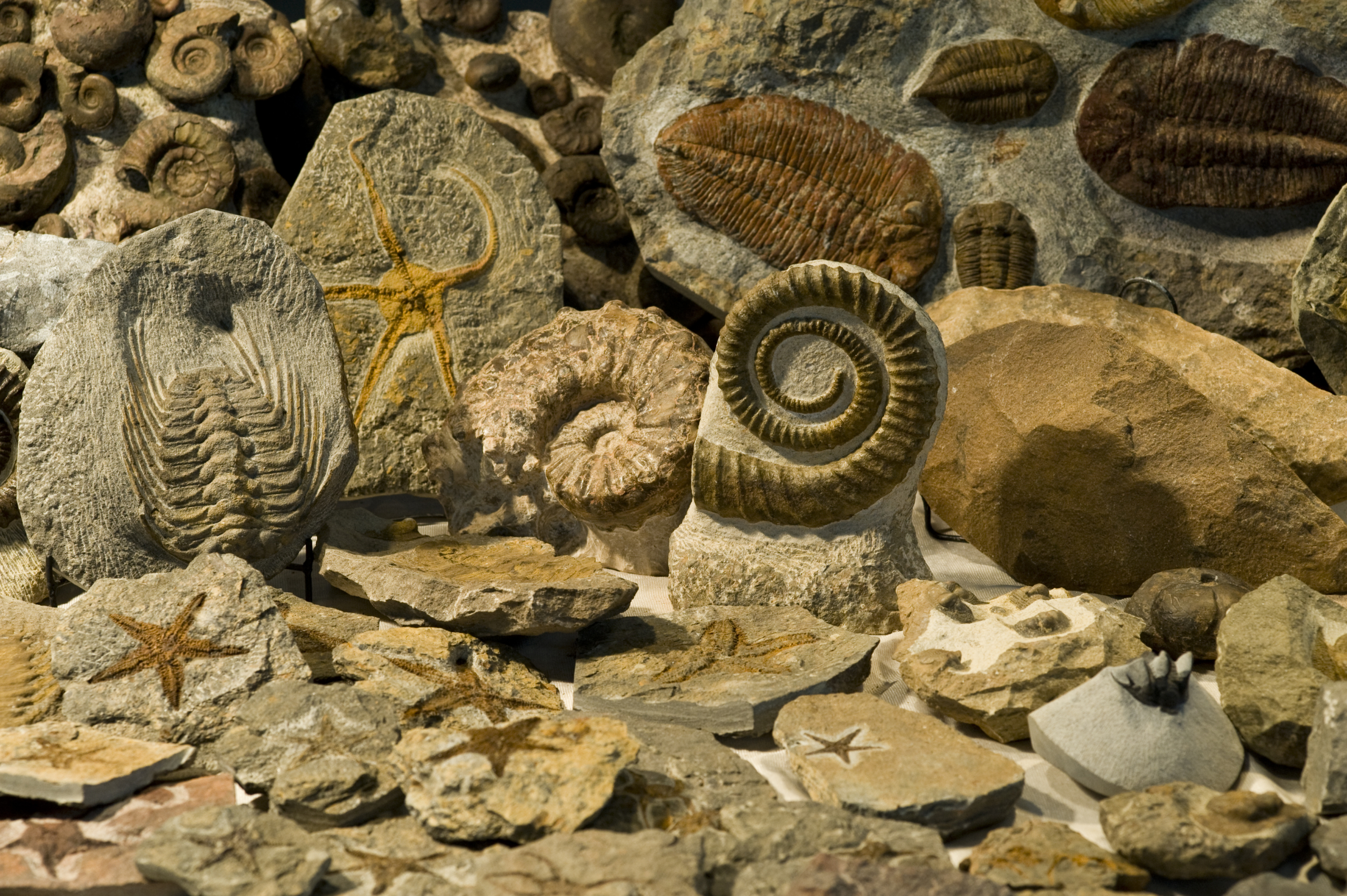 Kỷ Cambri có rất nhiều loại hóa thạch. (Ảnh: Marcel Clemens/Shutterstock)