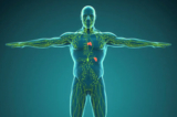 Hệ bạch huyết của con người đã được thiết kế một cách thần kỳ (Ảnh: Nerthuz/Shutterstock)
