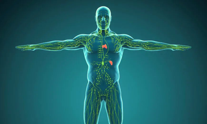 Hệ bạch huyết của con người đã được thiết kế một cách thần kỳ (Ảnh: Nerthuz/Shutterstock)