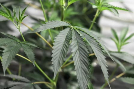 Nghiên cứu: Thai phụ dùng cần sa có thể ảnh hưởng đến sự phát triển cơ quan sinh dục nam của thai nhi