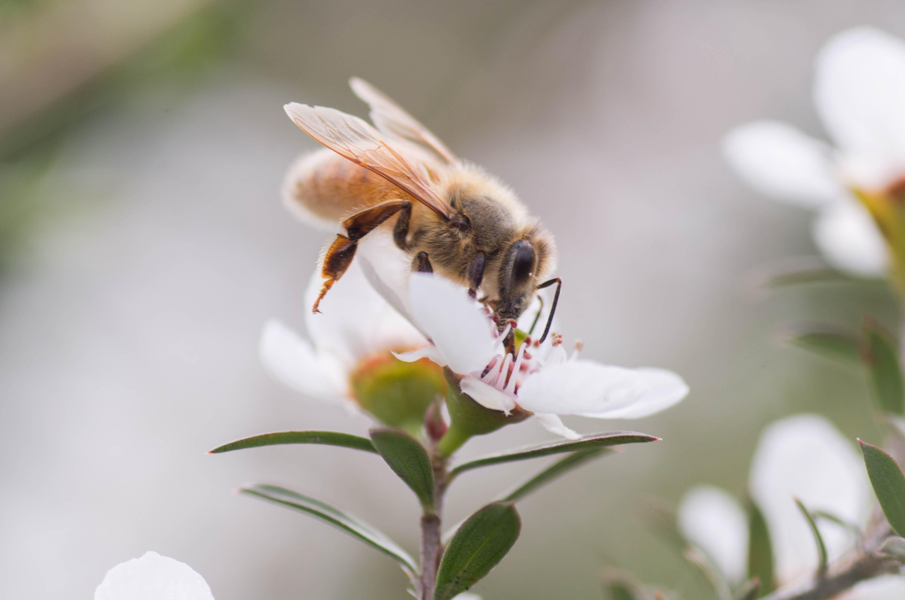 Mật ong Manuka: Loại mật ong có đặc tính chống khuẩn và kháng viêm cao nhất