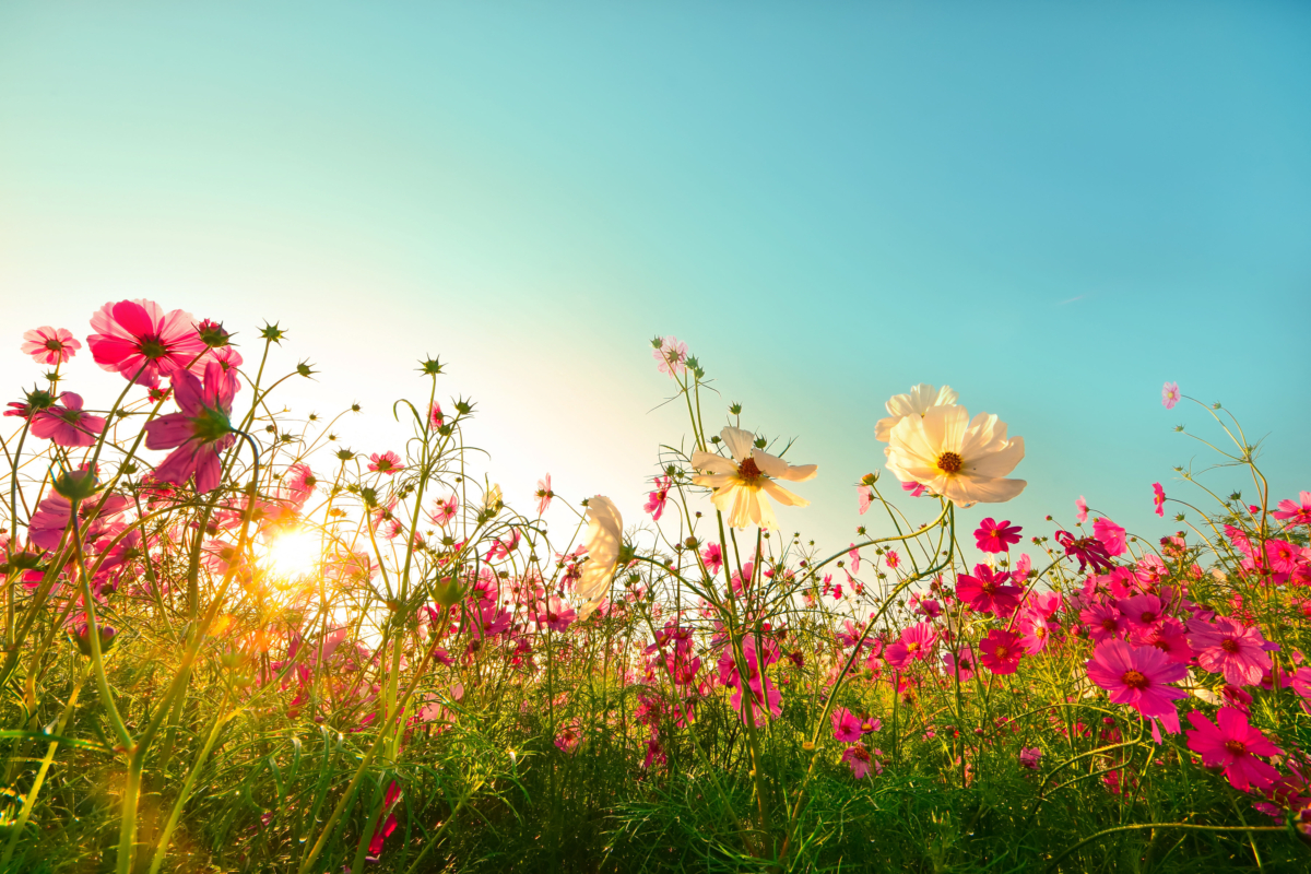 Mùa hè là thời gian của sự phát triển và trù phú, và chúng ta nên tận hưởng mùa hè ở ngoài trời. (Ảnh: lucky farm/Shutterstock)