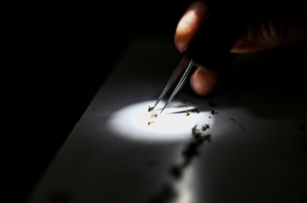 Florida báo cáo các ca sốt rét mới mắc tại địa phương, nâng tổng số ca mắc gần đây của Hoa Kỳ lên thành 7