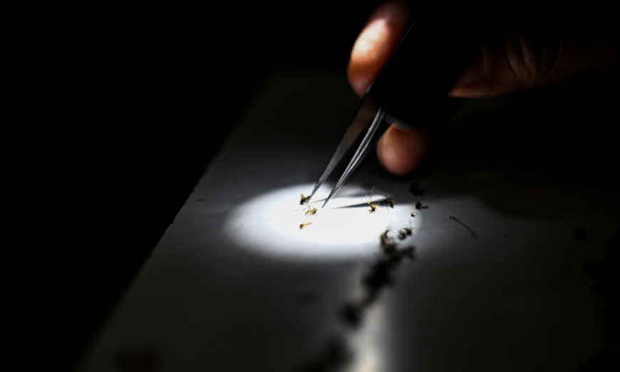 Các quan chức y tế tại Dịch vụ Quản lý Muỗi quận Sarasota đang nghiên cứu mẫu vật của muỗi anopheles gây bệnh sốt rét, ảnh chụp tại Sarasota, Florida ngày 30/06/2023. (Ảnh: Chandan Khanna/AFP via Getty Images)