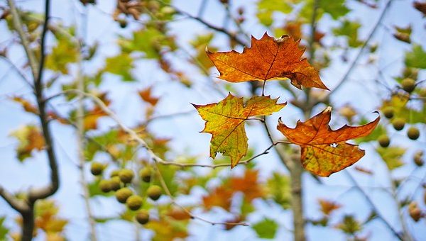 Tiết Lập thu đến, cây ngô đồng rụng lá, một chiếc lá báo hiệu thu về. (Ảnh: Pixabay)