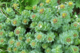 Rhodiola rosea hay còn gọi là cây Rễ vàng mọc ở dãy núi Tatra. Là loài thực vật trông giống như từ thời tiền sử, có nguồn gốc từ vùng khí hậu lạnh ở độ cao cao, cây Rễ vàng có lá dày, ngắn, giống như trầm tích mọc thành vòng quanh thân cây, giống như một chồng vương miện. Cây Rễ vàng nở rộ một vương miện hoa màu vàng ở trên cùng. (Ảnh: Opioła Jerzy/Wikimedia Commons)