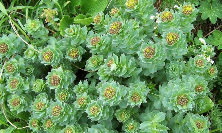 Rhodiola rosea hay còn gọi là cây Rễ vàng mọc ở dãy núi Tatra. Là loài thực vật trông giống như từ thời tiền sử, có nguồn gốc từ vùng khí hậu lạnh ở độ cao cao, cây Rễ vàng có lá dày, ngắn, giống như trầm tích mọc thành vòng quanh thân cây, giống như một chồng vương miện. Cây Rễ vàng nở rộ một vương miện hoa màu vàng ở trên cùng. (Ảnh: Opioła Jerzy/Wikimedia Commons)