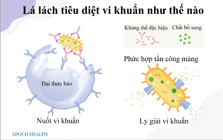 Các dấu hiệu cảnh báo lá lách không khỏe mạnh và 6 cách thiết thực bảo vệ lá lách