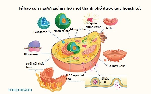 Nhìn thấu ‘Thuyết tiến hóa’ (Chương 3): Sinh học phân tử phủ định giả thuyết tiến hóa  (P.1)