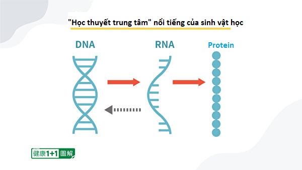 Nhìn thấu ‘Thuyết tiến hóa’ (Chương 3): Sinh học phân tử phủ định giả thuyết tiến hóa  (P.1)