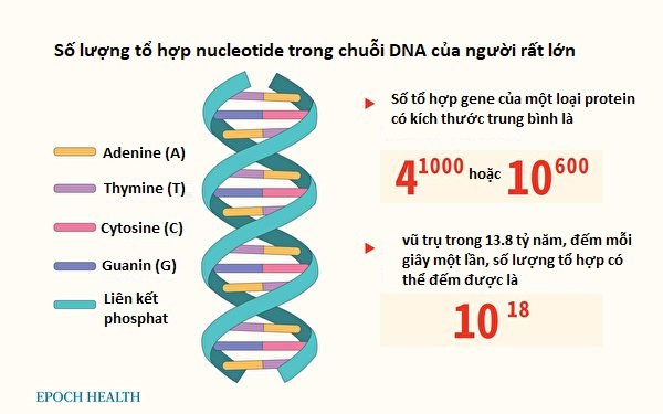 Nhìn thấu ‘Thuyết tiến hóa’ (Chương 3): Sinh học phân tử phủ định giả thuyết tiến hóa  (P.1)