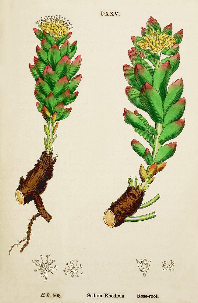 Cây Rễ vàng (Rhodiola rosea) là phân loài được nghiên cứu nhiều nhất của loài Rhodiola, được đặt tên như vậy vì rễ mới cắt có mùi hoa hồng. (Ảnh: Tài sản công)