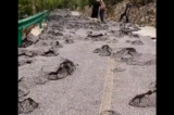 Mặt đường của một con đường ở Nội Khâu, Hình Đài, Hà Bắc đã "mọc đá". (Ảnh chụp màn hình video)