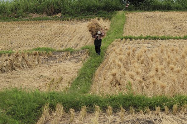 Ảnh minh họa cánh đồng lúa nước. (Ảnh: Sam Yeh/AFP)