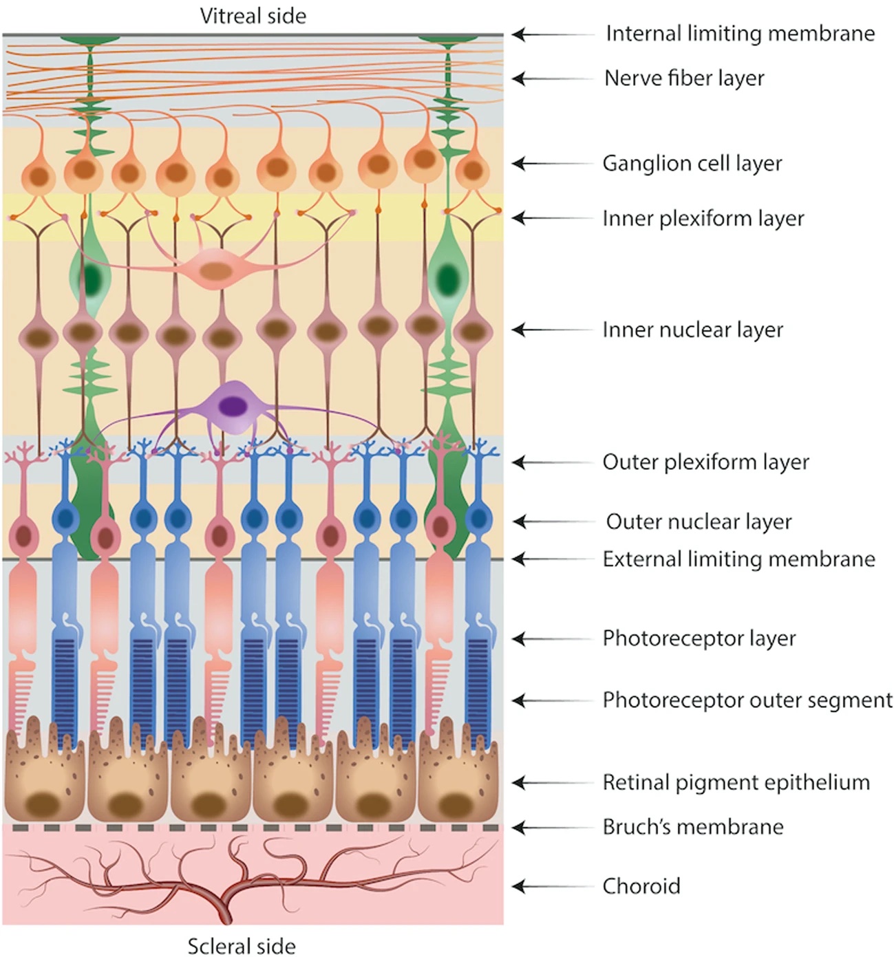 Cấu trúc và chức năng tinh xảo của đôi mắt người. (Ảnh: Ferrara, M., et al. 2021. Eye, 35[7], 1818-1832. https://doi.org/10.1038/s41433-021-01437-w)