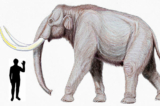 Mới đây, hai nhà cổ sinh vật học ở Anh đã tình cờ phát hiện một hóa thạch ngà voi ma mút đồng cỏ với chiều dài hơn 1.2 mét tại một mỏ đá ở miền đông Anh quốc, và nó ở trong tình trạng rất tốt. Ảnh: Ấn tượng của một nghệ sĩ về voi ma mút thảo nguyên. (Ảnh: Kurzon/Wikimedia Commons)