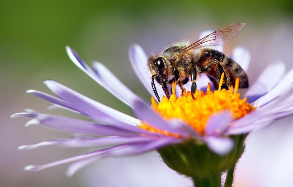 Ong mật là loài thụ phấn phổ biến nhất được biết đến. Chúng chịu trách nhiệm gần như hoàn toàn trong việc thụ phấn cho một số loại cây trồng nhất định như việt quất, táo, và anh đào. (Ảnh: Daniel Prudek/Shutterstock)