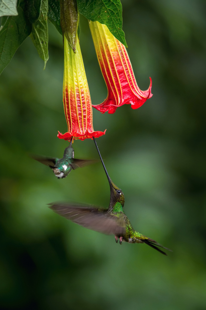 Các loài hoa lấy mật sặc sỡ thu hút những chú chim ruồi, một loài thụ phấn chính cho hoa dại và một số loại cây lương thực. (Ảnh: Petr Simon/Shutterstock)