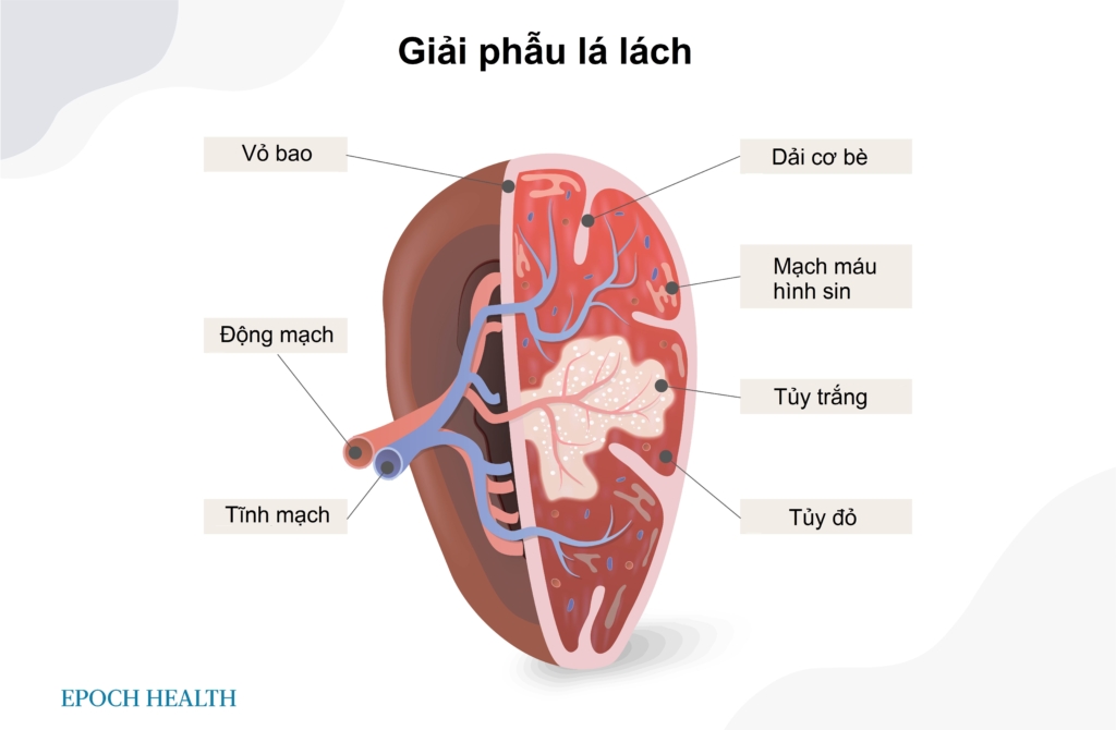 Lá lách kỳ diệu hoạt động không mệt mỏi, làm sạch máu  và chống virus tấn công cơ thể