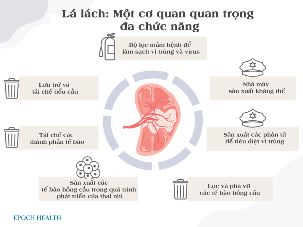 Lá lách kỳ diệu hoạt động không mệt mỏi, làm sạch máu  và chống virus tấn công cơ thể