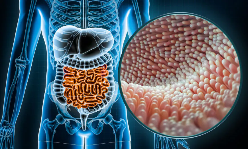 Vi khuẩn đường ruột quyết định cơ thể bạn chống ung thư tốt như thế nào