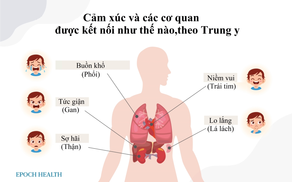 Các dấu hiệu cảnh báo lá lách không khỏe mạnh và 6 cách thiết thực bảo vệ lá lách