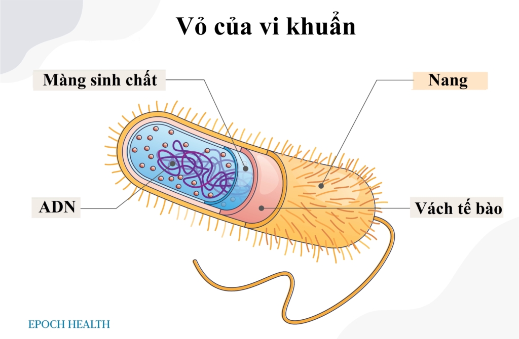 Các dấu hiệu cảnh báo lá lách không khỏe mạnh và 6 cách thiết thực bảo vệ lá lách