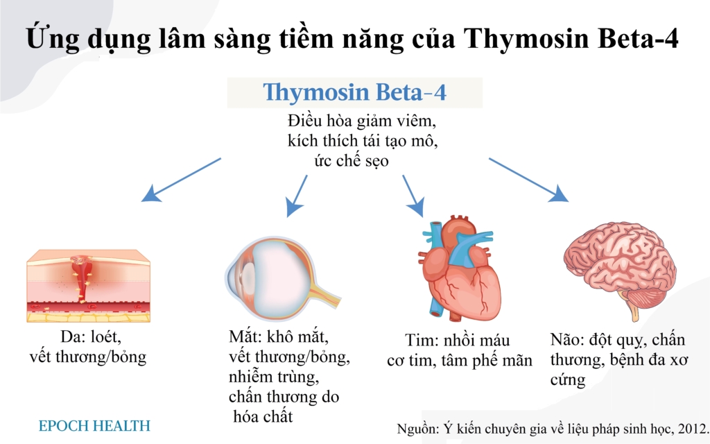 Dù teo nhỏ nhưng không vô dụng: Tuyến ức vẫn cần thiết cho sức khỏe lâu dài