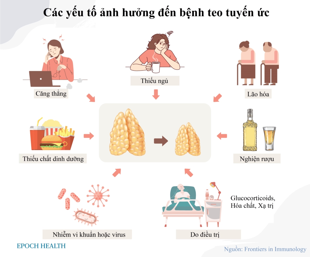 Bảo vệ tuyến ức: Cơ quan miễn dịch có thể tái tạo với những lợi ích đáng ngạc nhiên