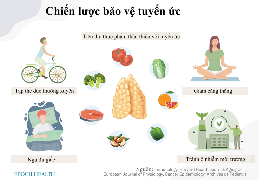 Bảo vệ tuyến ức: Cơ quan miễn dịch có thể tái tạo với những lợi ích đáng ngạc nhiên