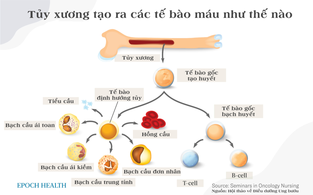 Miễn dịch bắt nguồn từ đâu? Bạn có thể ngạc nhiên