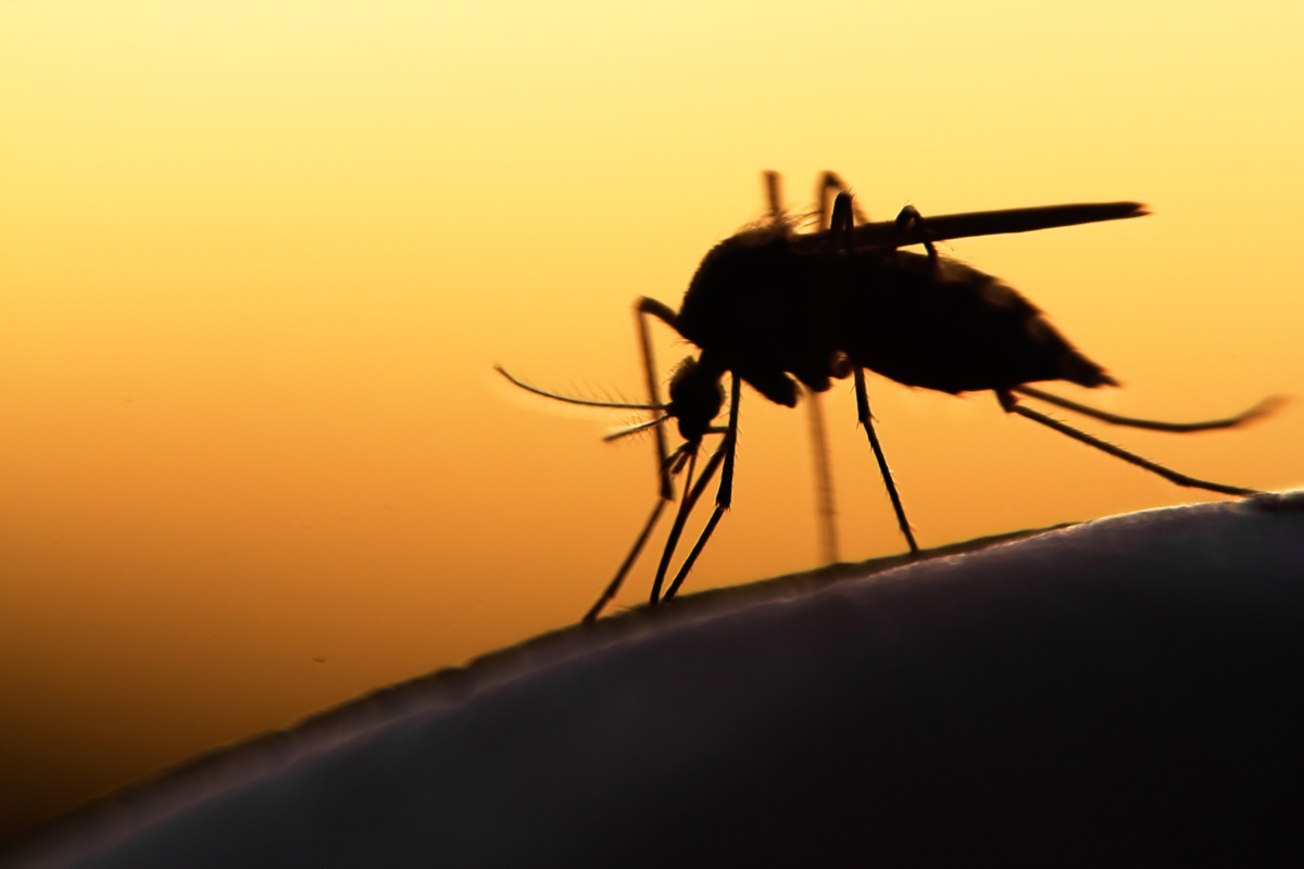 Các bệnh lây truyền do muỗi có thể đe dọa tính mạng xuất hiện tại thành phố New York làm 3 người nhiễm bệnh, 1 trường hợp khác nghi ngờ nhiễm bệnh