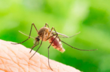 Tạo môi trường bất lợi cho muỗi là một trong những cách dễ dàng nhất để ngăn ngừa bệnh do muỗi truyền. Một số loài muỗi thích sống gần người, trong khi những loài khác thích rừng và cỏ cao. Tất cả muỗi đều thích thời tiết ấm áp, ẩm ướt và nước.(Ảnh: frank60/Shutterstock)