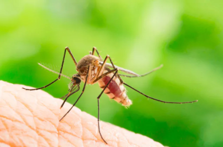 Các cách tự nhiên ngăn ngừa muỗi đốt và các bệnh gây tử vong do muỗi lan truyền