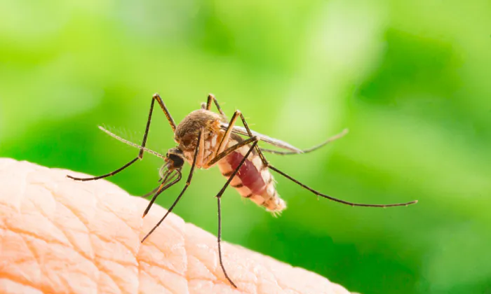 Các cách tự nhiên ngăn ngừa muỗi đốt và các bệnh gây tử vong do muỗi lan truyền