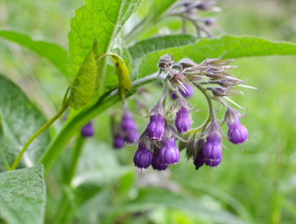 Cây Hoa chuông (Symphytum officinale). (Ảnh: Orest lyzhechka/Shutterstock)