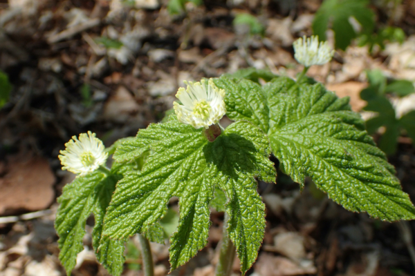 Cây Hải cẩu vàng hoang dã (Hydrastis canadensis). (Ảnh: Dan4Earth/Shutterstock)