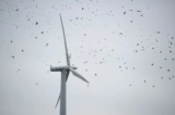 Đàn chim bay qua tuabin gió trong một bức ảnh năm 2010. (Ảnh: Johannes Elsele/AFP qua Getty Images)
