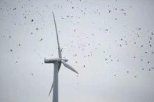 Đàn chim bay qua tuabin gió trong một bức ảnh năm 2010. (Ảnh: Johannes Elsele/AFP qua Getty Images)